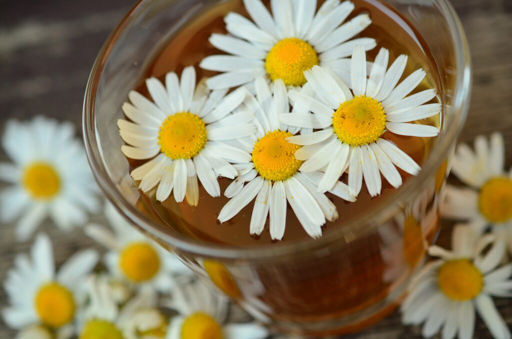 chamomile tea vocal health for singers
